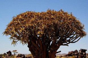 101 Namibia Okt 2006 .JPG
